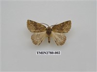 藏品(尺蛾350)的圖片